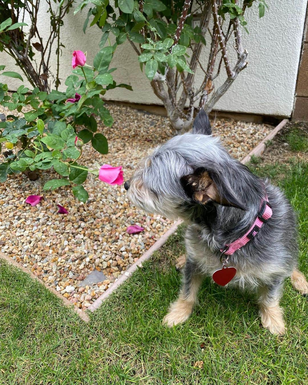 ジョン・バロウマンさんのインスタグラム写真 - (ジョン・バロウマンInstagram)「I planted my #mccartney (Paul McCartney) Rose bush 2 weeks ago and it’s coming on brilliantly. First bloom given the ok by Dixie. Jb  . . #roses #garden #palmsprings #dogs #paulmccartney」12月8日 3時43分 - johnscotbarrowman