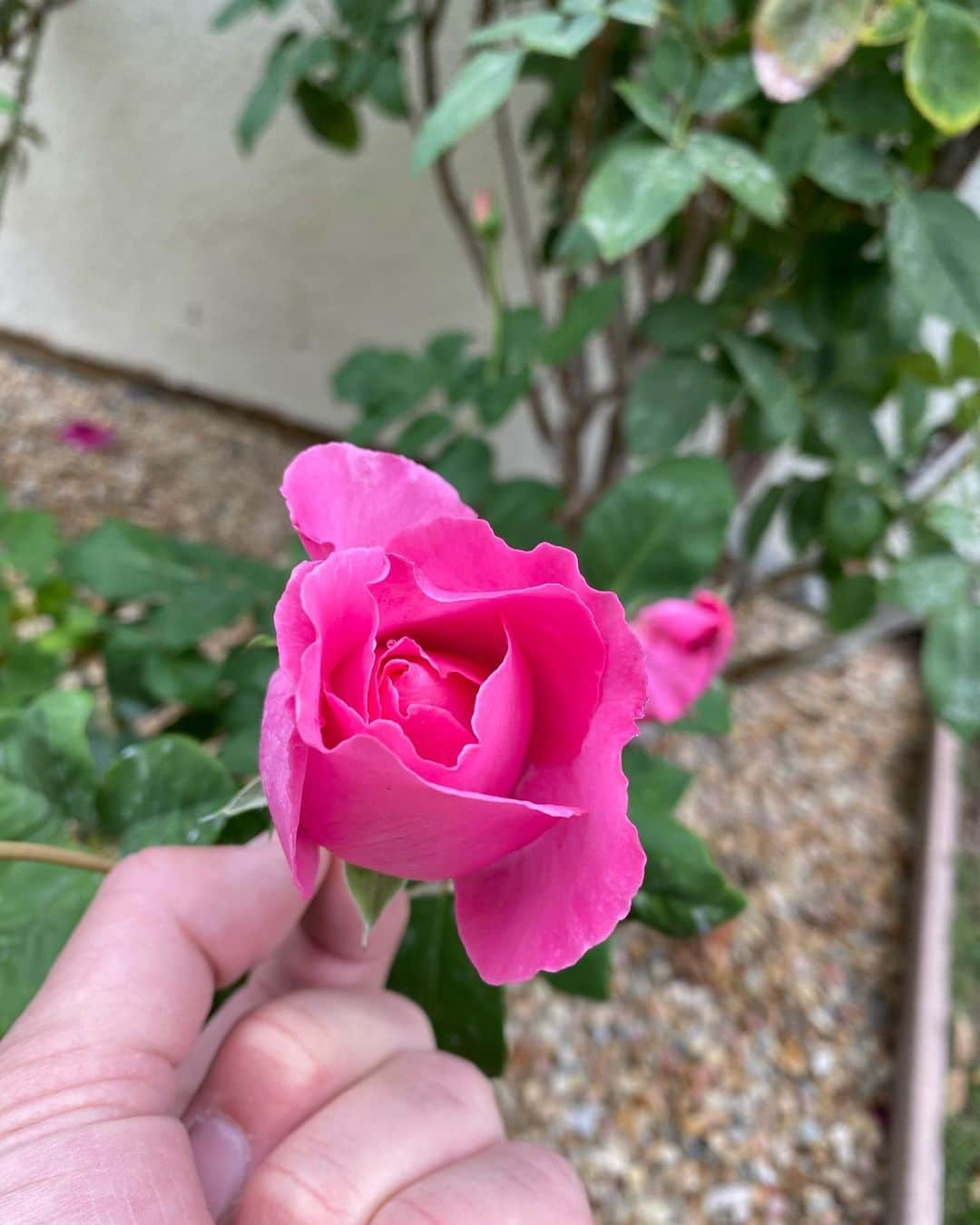 ジョン・バロウマンさんのインスタグラム写真 - (ジョン・バロウマンInstagram)「I planted my #mccartney (Paul McCartney) Rose bush 2 weeks ago and it’s coming on brilliantly. First bloom given the ok by Dixie. Jb  . . #roses #garden #palmsprings #dogs #paulmccartney」12月8日 3時43分 - johnscotbarrowman