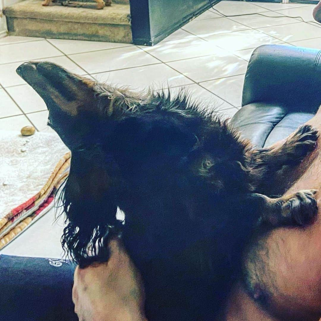 ランス・アーチャーさんのインスタグラム写真 - (ランス・アーチャーInstagram)「Dooooood luvs his butt scratched!  Look at that neck arch!  Haha. #dachshund #scratching」12月8日 4時05分 - lance_hoyt