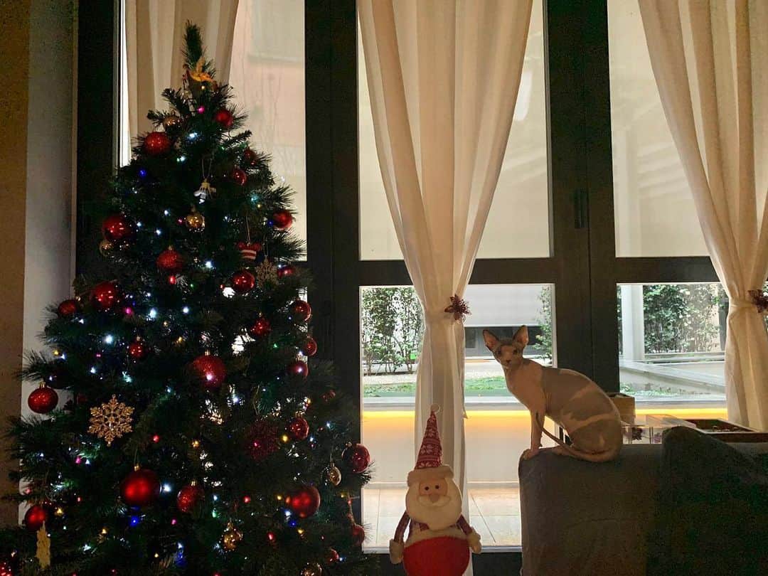 カリム・ラリビのインスタグラム：「Home 🎄🙀#home #christmas #spynx #spynxcat」