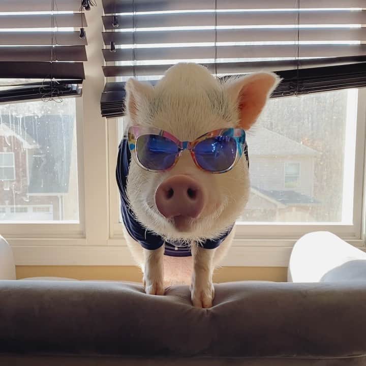 のインスタグラム：「When you get a new pair of shades 😎」