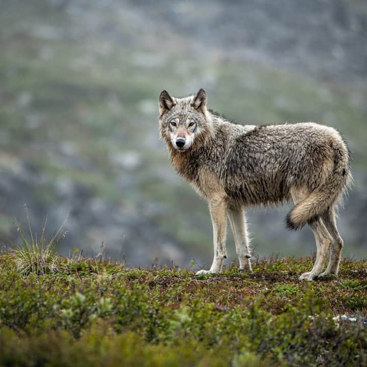 トミー・コールドウェルのインスタグラム：「This weekend was the 60th anniversary of the Arctic National Wildlife Refuge. Out of all the places I have traveled I think this is the most wild—Truly one of America’s  last remaining areas of untouched wilderness. So many people have been fighting to save it, but with a President hell bent on drilling I knew there was a chance we would not win. When we were in Ft Yukon with the Gwich’in, whose food, way of life and spirituality depend on this land, I felt that momentum was on our side.  A few days ago, the map for the planned lease sale was released. I had hoped it would be a small area. It’s not. My mind can’t stop thinking about the wolf that we stared straight into the eyes of for several minutes. The families of caribou, babies gleefully running circles around their parents. Their energy reminded me of my own kids. That trip still sits in my mind like a dream - flower laden permafrost, snowcapped mountains looming in the midsummer golden light. Its called the Serengeti of Alaska because of the way porcupine caribou can amass 10,000 strong. As they migrate, the landscape moves for miles in every direction. The bison used to do that, too. Until we killed them.  Our only remaining option is to urge President Elect Joe Biden to permanently protect the Arctic when he takes office, click the link in our bio. #ProtectTheArctic #StandWithTheGwichin 📸@austinsiadak.」