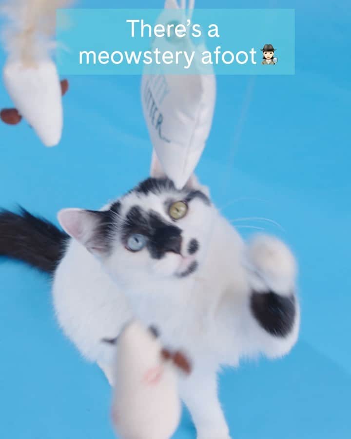 Cats of Instagramのインスタグラム