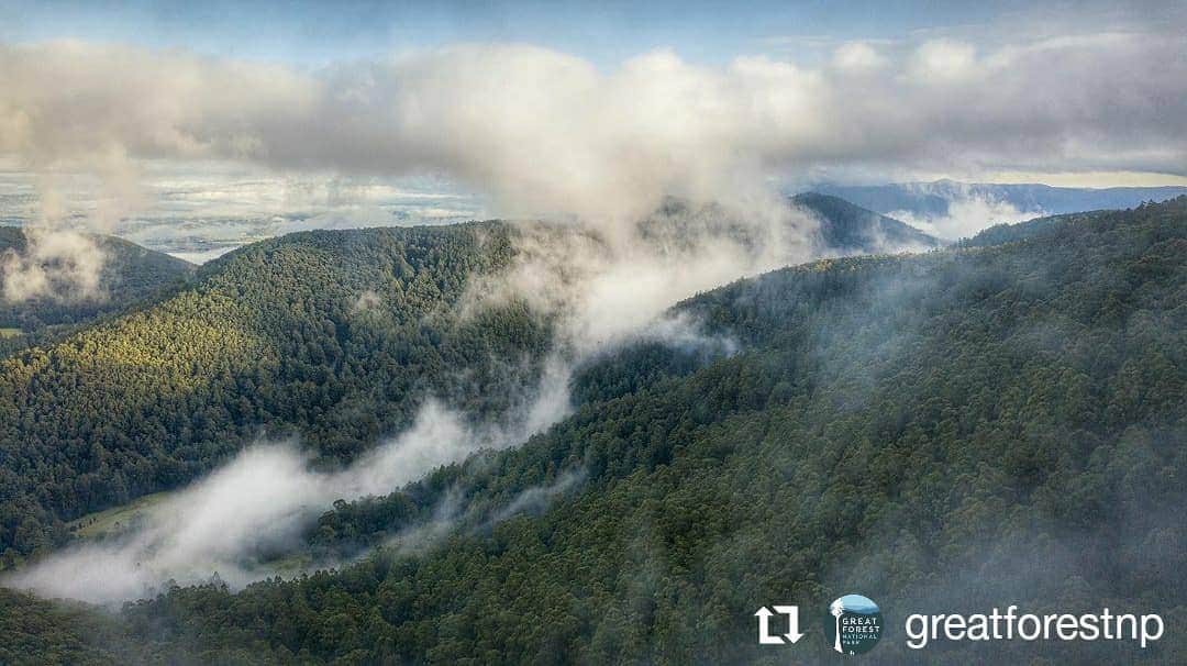 デビッド・ポーコックのインスタグラム：「After millions of hectares of forests burned last summer and billions of animals died, we realised just how important and valuable our forests are. Yet we're all paying (with our taxes) for our remaining native forests to be cut down. Today the Victorian Government has given the green light to continue native forest logging, further threatening habitat for so many endangered and vulnerable animals.   Despite native forest logging being unprofitable - taxpayers will continue to subsidise it to the tune of $200 million over the next 10 years in Victoria alone. We continue to cut down forests that include the mountain ash, which are the tallest flowering trees in the world, and are incredibly valuable as habitat, drinking water catchments and carbon sinks.   The industry argues this is about jobs, but native forest logging in Victoria only employs a couple of logging teams. Teams that would be invaluable if trained as specialist fire-fighters. And the reality is we have enough plantation timber to stop turning native forests into pulp and end native forest logging today.   We have to re-imagine what our future can look like if we're going to have a future. Tell danielandrews, Vic Forests and Nippon Paper, Opal (who make Reflex paper) to STOP native forest logging and transition the industry to plantation timber today, not in 2030. And if you can, tell @officeworks to stop stocking Reflex paper until they do stop.」