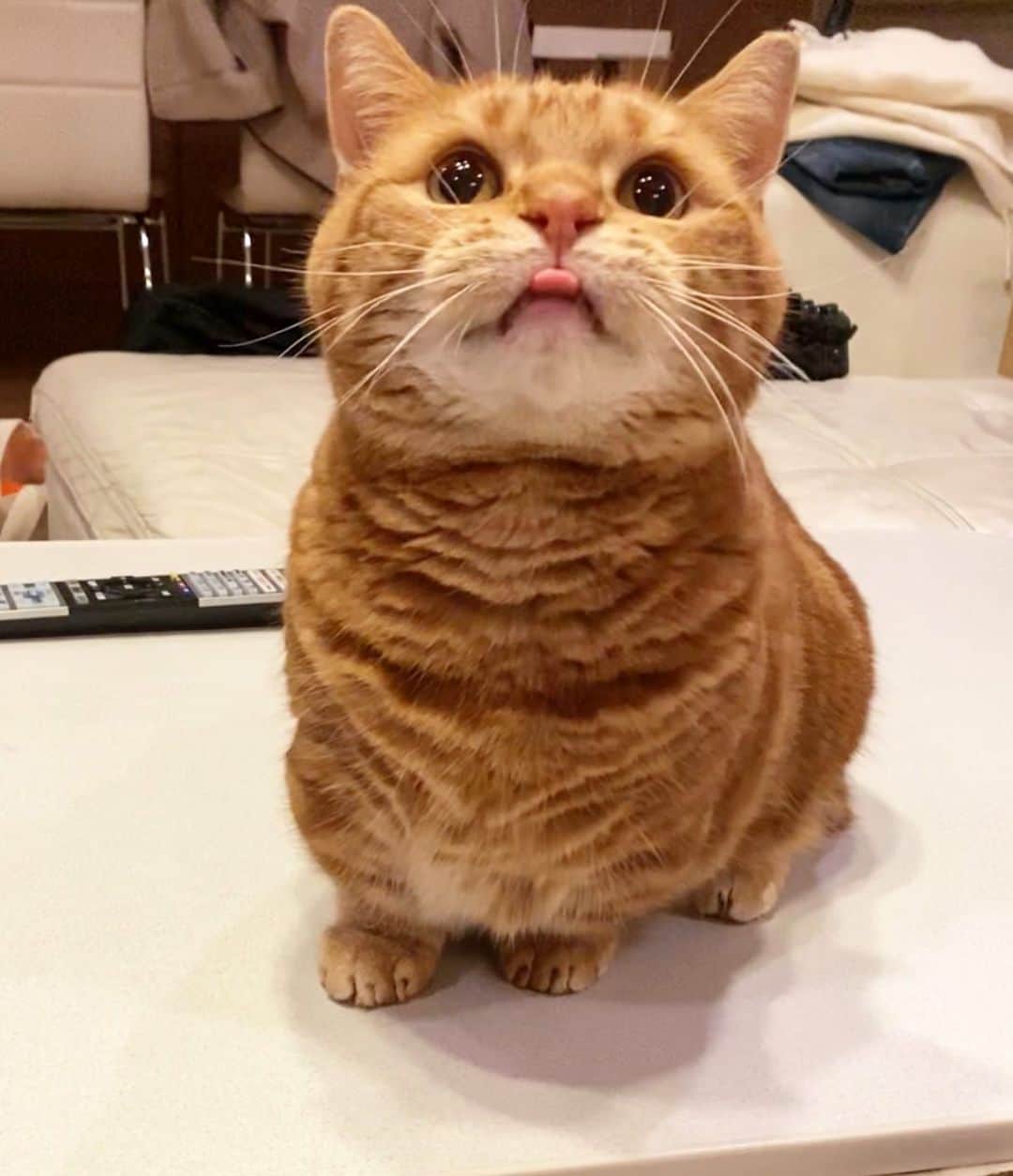茶太郎 & きなこのインスタグラム：「茶太郎師匠😑しまい忘れたにゃ👅💕 Chataro Forget one's tongue😽👅 #パパと遊んでるにゃりよ #あんよもベロも短いにゃ #マンチカン#猫#munchkin #cat#catstagram #amazing#ねこ#茶トラ#短足#catsofinstagram#excellent_cats#9gag#cats_of_world_#instacat_meows#bestcats_oftheworld#catsofig#instacat#cats_of_instagram」