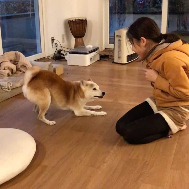 柴犬リリコのインスタグラム：「🔥🐶 vs 👧🏻🔥 夏場はご乱心率低めですが、寒くなり最近は毎日ご乱心しております😙 #ご乱心リリコさん」