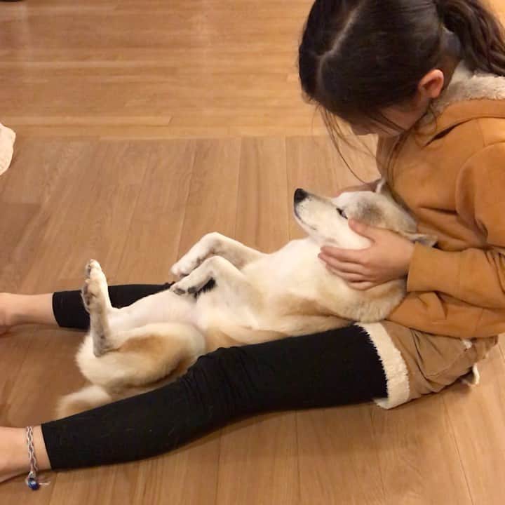 柴犬リリコのインスタグラム：「仲直り（前投稿参照）した後はお姉ちゃんマッサージ💆🏻‍♀️でほっこり♨️🐶 #ヘソ天 #専属マッサージ #美意識高いリリコさん」