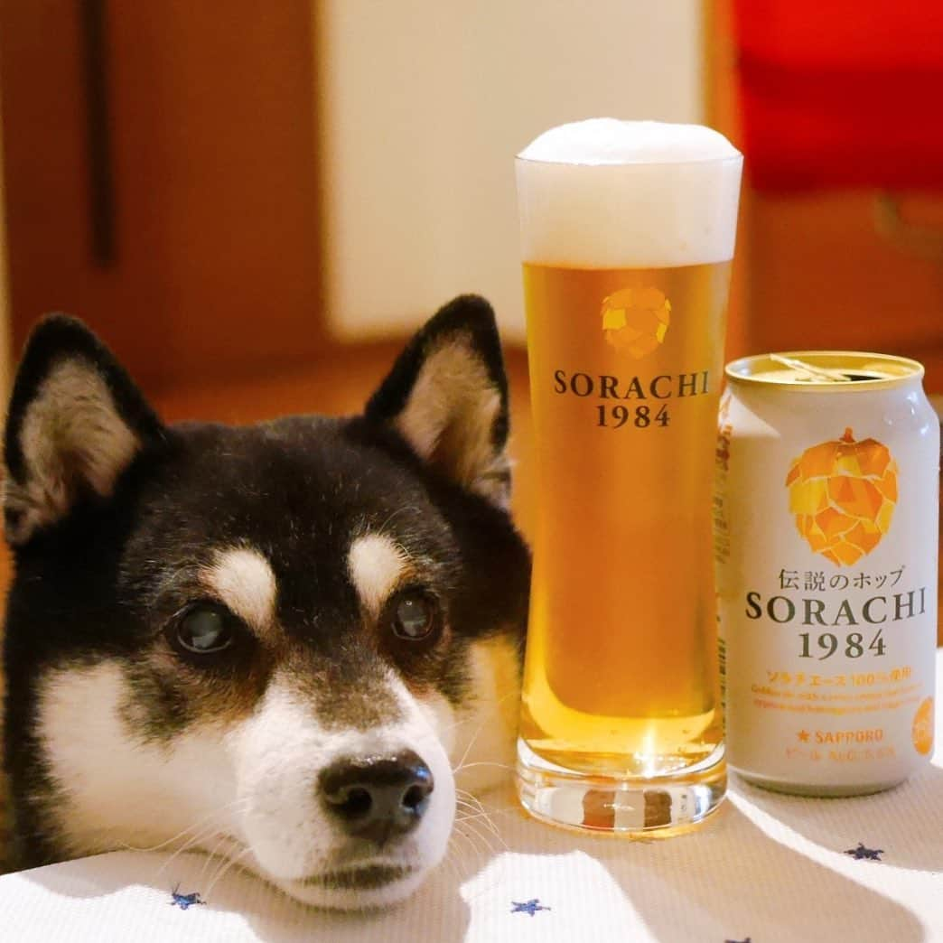 くろさんのインスタグラム写真 - (くろInstagram)「本日もお疲れちゃんでした🍺 #SORACHI1984 #オリジナルグラス #ミッションアンバサダー #SORACHI1984ミッションアンバサダー #ソラチエース #伝説のホップ #InnovativeBrewer #サッポロビール #sapporobeer #lovebeer #⭐️SAPPORO #乾杯をもっとおいしく #お疲れちゃんビール #目線の先にはおやつ #あごのせ犬 #晩酌犬 #黒柴 #柴犬 #イッヌ #わんこと一緒 #わんこのいる生活 #わんこのいる暮らし #柴犬と一緒 #柴犬のいる生活 #柴犬のいる暮らし #犬のいる暮らし #ふわもこ部 #ふわもこ部ワンコ #ふわもこ部わんこ #わんだフォ」12月8日 17時26分 - m6bmw