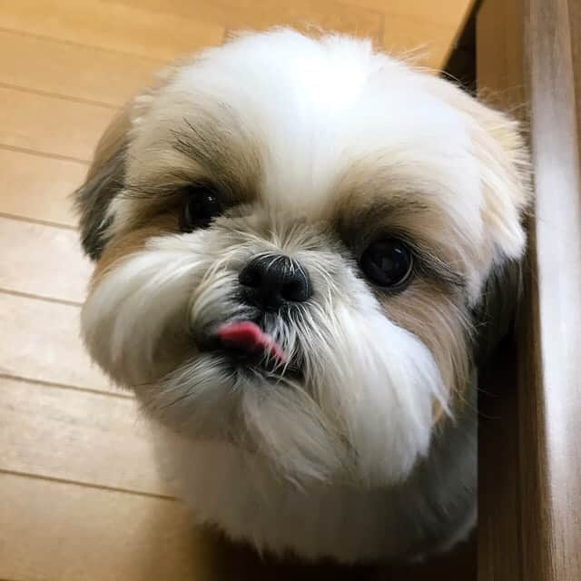 りんくさんのインスタグラム写真 - (りんくInstagram)「Happy T👅T my friends! Hope you have a treat filled Tuesday! 🐶🍞🍰🍩🍬 #tot #tongueouttuesday * * * * * 何か食べてまつか❓🙄」12月8日 17時31分 - link.jpn