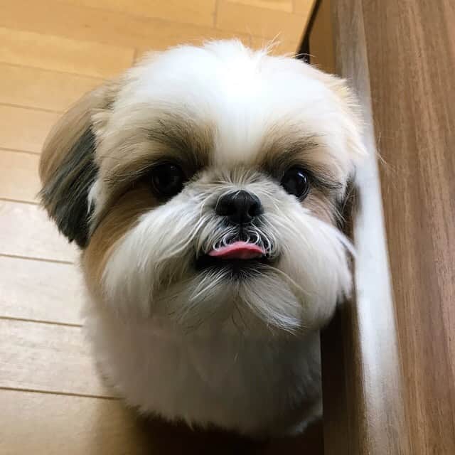 りんくのインスタグラム