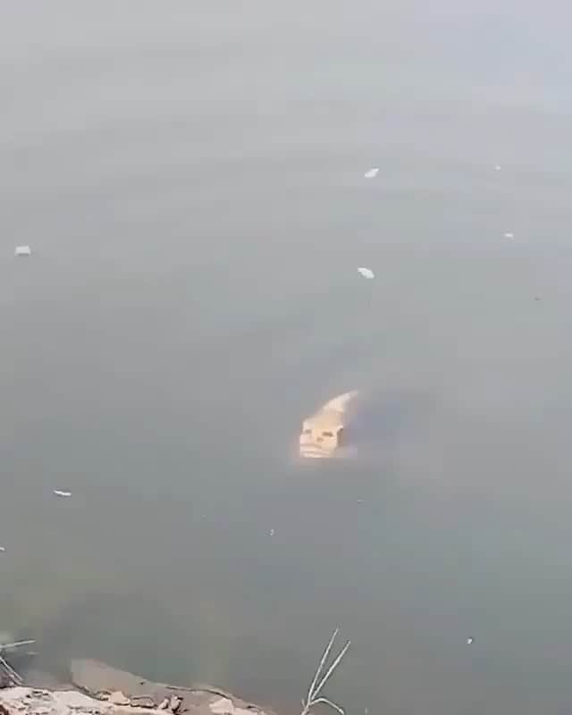 WildLifeのインスタグラム：「What would you do if this fish appeared in front of you with that weird face 😅🤯Video by unknown DM for credit pls」