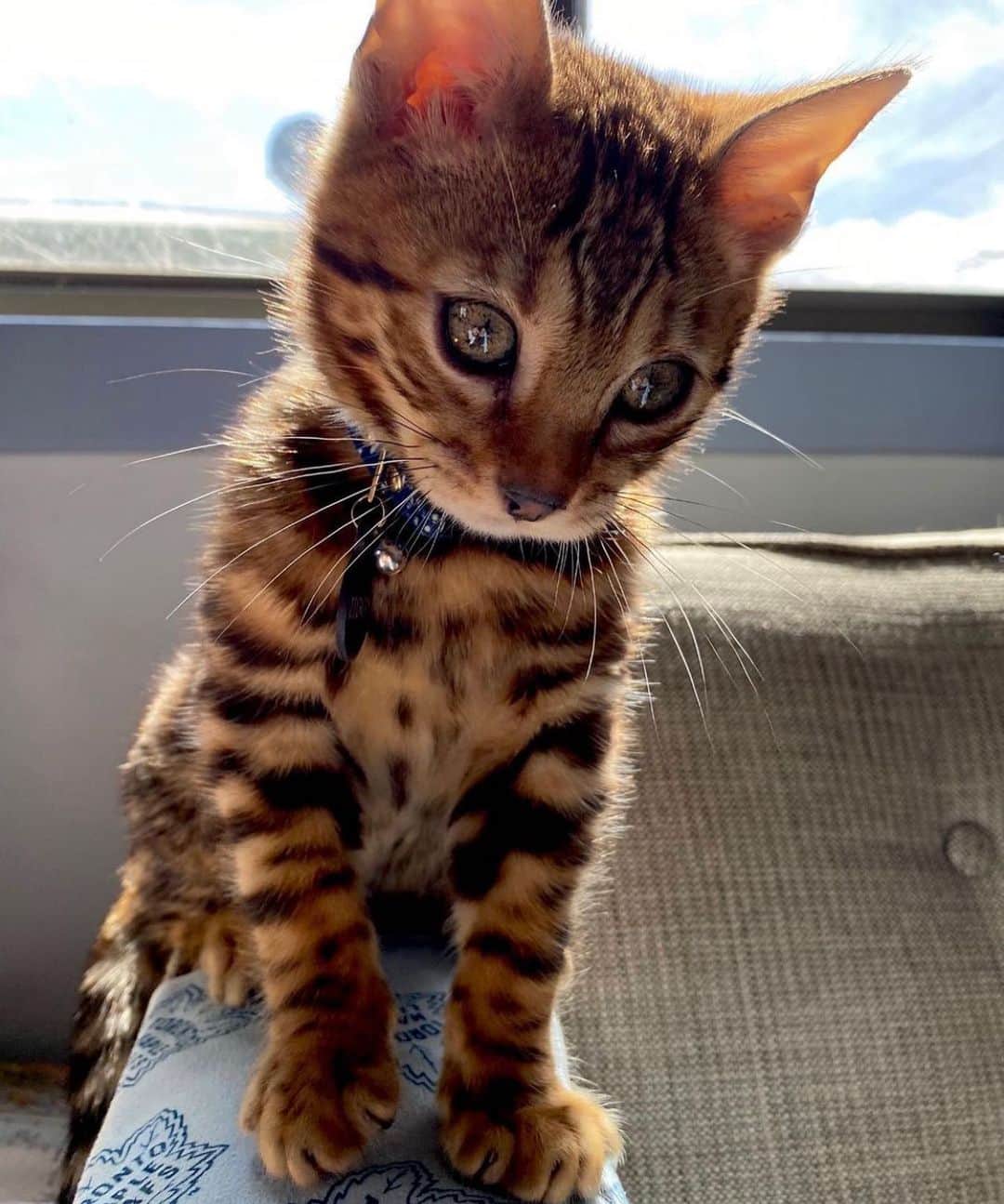 Style Fashion Luxuryのインスタグラム：「What a cutie 🥺  Tag someone who loves cats!   By @wild.awakening_」