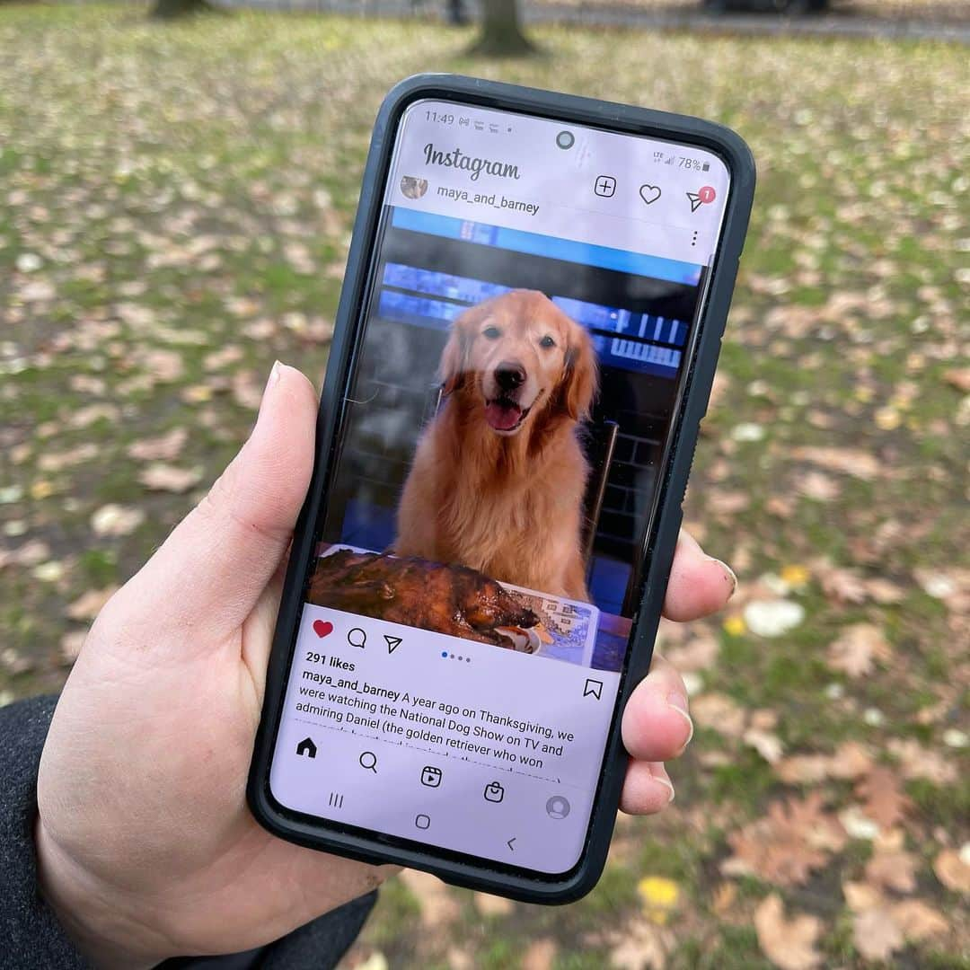 The Dogistさんのインスタグラム写真 - (The DogistInstagram)「Barney, Golden Retriever (5 m/o), Central Park, New York, NY • “We got him when our last dog, Maya, passed away. She was only six – she had cancer and passed away very suddenly, within two weeks of diagnosis. We’re lucky we got to spend that time with her while we were working from home; my daughter was home, too. One day she was listless and wasn’t eating. She had tumors in her stomach that burst. We got her emergency surgery, Chinese supplements, and enrolled her in a Yale vaccine trial. It was good to have those two weeks but she was really young. One of the last things she did was watch Daniel the Golden win the group at the National Dog Show...and Daniel is Barney’s dad.” @maya_and_barney」12月8日 9時14分 - thedogist