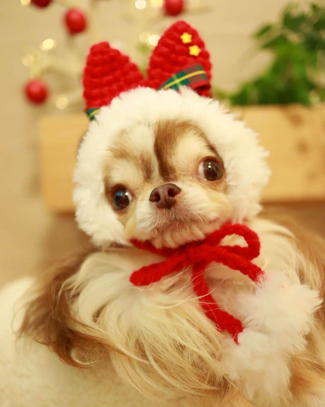kayoのインスタグラム：「* * * うさぎサンタ🐰🎅🏻🎄 * * Lychee❤️🎅🏻 * * @pofwpofw  #うさぎサンタ帽 * #chihuahua#chihuahualove#dogstgram#dog#instadog#チワワ#チワワ大好き#チワワのいる暮らし * * *」