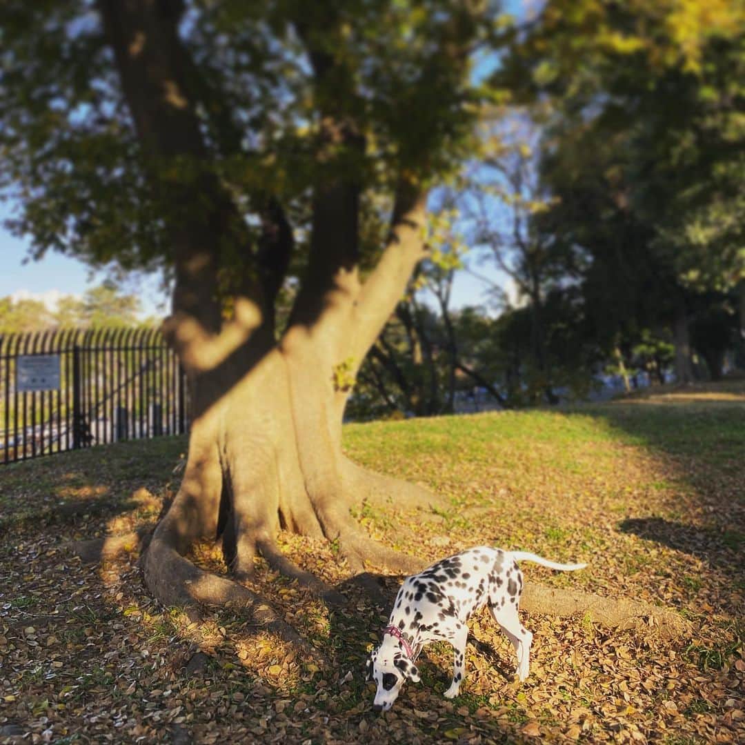 高岡早紀 さんのインスタグラム写真 - (高岡早紀 Instagram)「おはよう。 今朝も澄んだ空気の中お散歩。 大地にしっかりと根をはる大木からもパワーを貰った。。  皆さま、良い日をお過ごしください。」12月8日 9時19分 - saki_takaoka