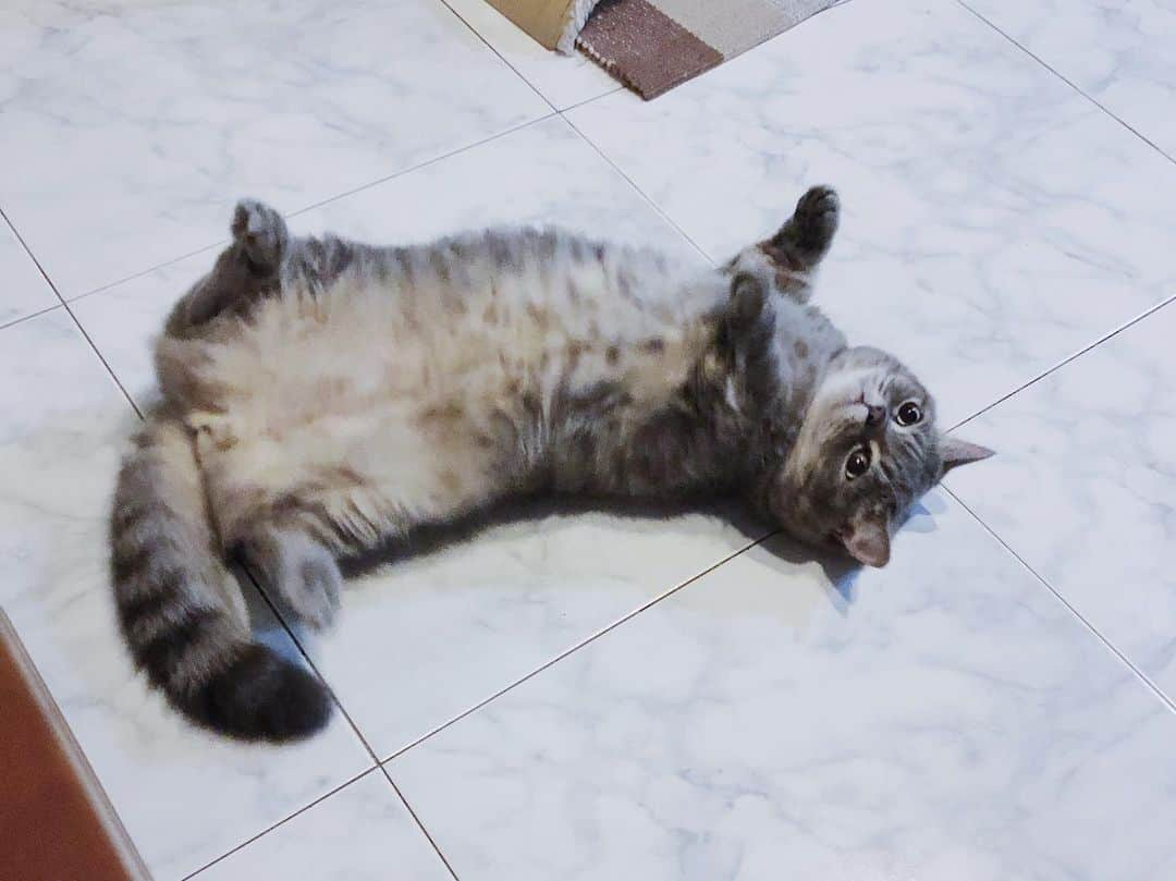 Pancakeさんのインスタグラム写真 - (PancakeInstagram)「🙃... looks like I flipped a Pancake.  #cats #catstagram #catsoninstagram #catsofinstagram #sgcats #pets #instagramcats #munchkincats #neko #ねこ #マンチカン短足 #猫 #まんちかん部 #マンチカン部」12月8日 9時28分 - nugget_pancake