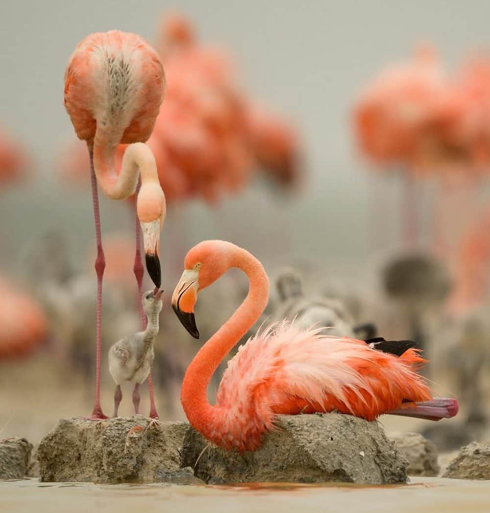 thephotosocietyさんのインスタグラム写真 - (thephotosocietyInstagram)「Photo by @klausnigge Colony of Caribbean flamingos, Ria Lagartos, Yucatan, Mexico.  At the end of the breeding season the chick in one of the nests has hatched and is being fed by a parent bird. In the adjacent nest the egg is still being incubated. At this time of the year the hurricane season starts on the coasts of the Yucatan Peninsula. Some nests in the lagoon are already destroyed by temporarily rising water levels. It is uncertain whether there will be sufficient time for chicks that have not yet made it ... . #caribbeanflamingo #flamingo #yucatan #ríalagartos #flamingocolony @thephotosociety」12月8日 9時43分 - thephotosociety