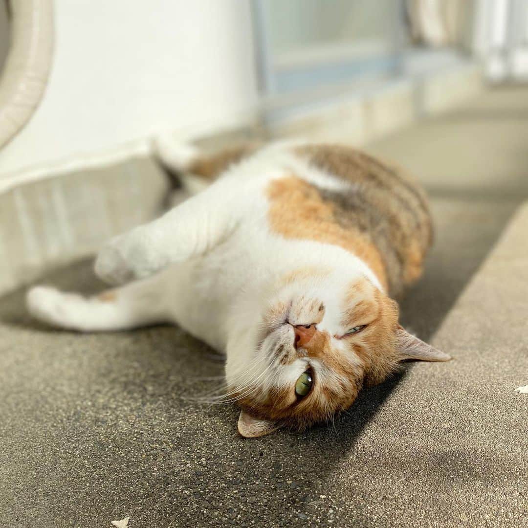 山田稔明さんのインスタグラム写真 - (山田稔明Instagram)「おはよ。誕生日に冬晴れ、ご褒美。 #ポチ実 #三毛猫」12月8日 9時40分 - toshiakiyamada