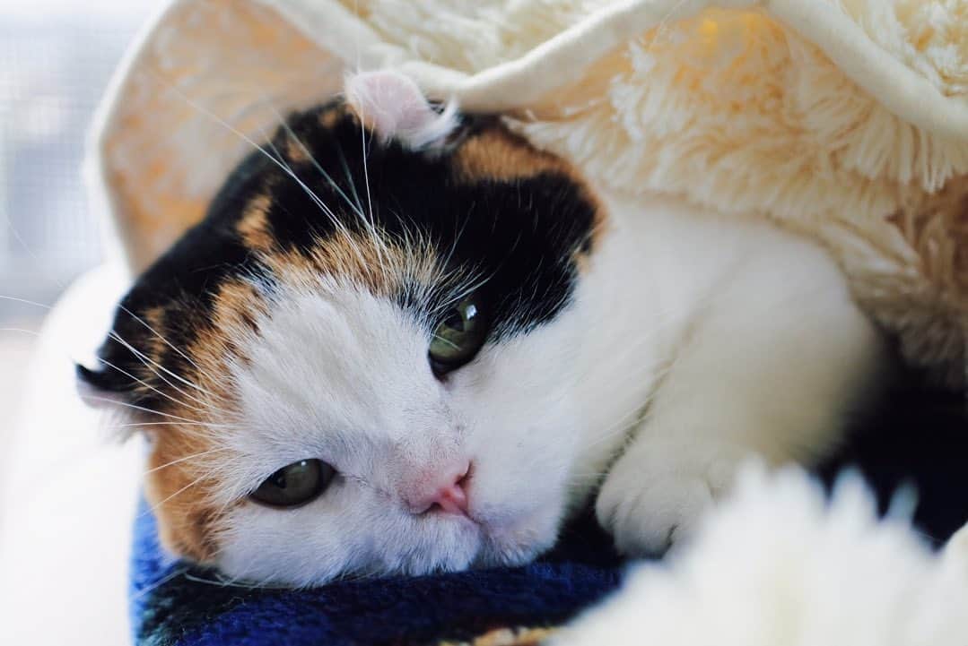 sancheloveのインスタグラム：「﻿( ˘ω˘)ｽﾔｧ っとうららさん。  #だいたい寝てる #kitty#catstagram#catstagram_japan#petstagram#picneko#instacat#meow#catoftheday#catofworld#ilovemycat#funnycat#猫#ねこ#にゃんこ#みんねこ#にゃんだふるらいふ#ふわもこ部#PECOねこ部#ねこまみれ#ねこ休み展#munchkin#calico#scottishfold#マンチカン#ねこのいる暮らし Urara」