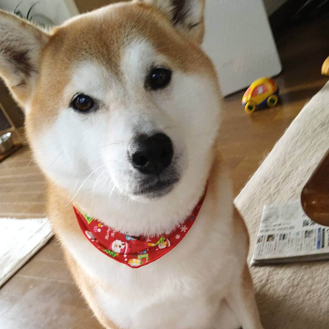 柴犬⭐️サスケのインスタグラム：「オハワン #柴犬#赤柴#犬ら部#ふわもこ部#わんだフォ #いぬのいる生活 #いぬのいる暮らし #柴北会#北海道#茶助#pecoいぬ部 #shibagram #shibasnap #shibastagram #🐶#🐶📷#レガリエ部#佐渡からの贈り物#ルレクチェ#🍐#うめぇ#茶助にも1口」