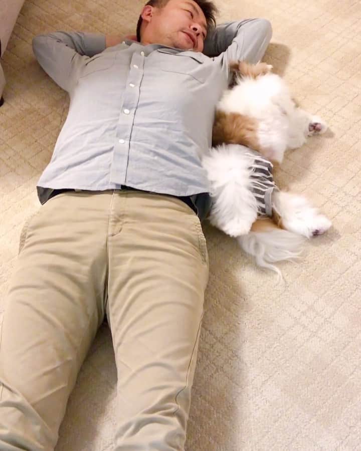 水嶋はちのインスタグラム：「Oh😆 so sweet,Hachi loves daddy 💕💕 * * はちを見ていると、 飼い主をよーく見て真似をしていて、 真似をすることから学んでコミュニケーションをとっていて、 真似をすることから自己表現を増やしていて、 どんどん広い世界を学んでいることに気付きます😊🐶💛 * *  #はち #HACHI #シーズー大好き部 * #飼い主を見ても犬の性格はわからないけれど、犬を見ていると飼い主の性格が一発でわかると父が言っていた #そうかもしれない #学ぶは真似ぶ  #毎年末は自分のおこないを再確認」