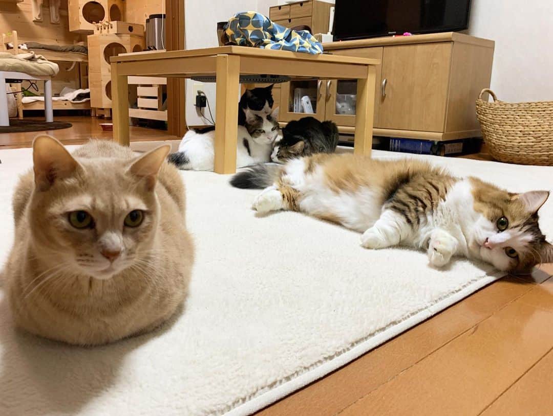 ひのき猫さんのインスタグラム写真 - (ひのき猫Instagram)「ひのきの目ヂカラと、  秀吉の「え？写真撮んのか？」って顔(笑)」12月8日 10時51分 - hinoki.cute.kitten