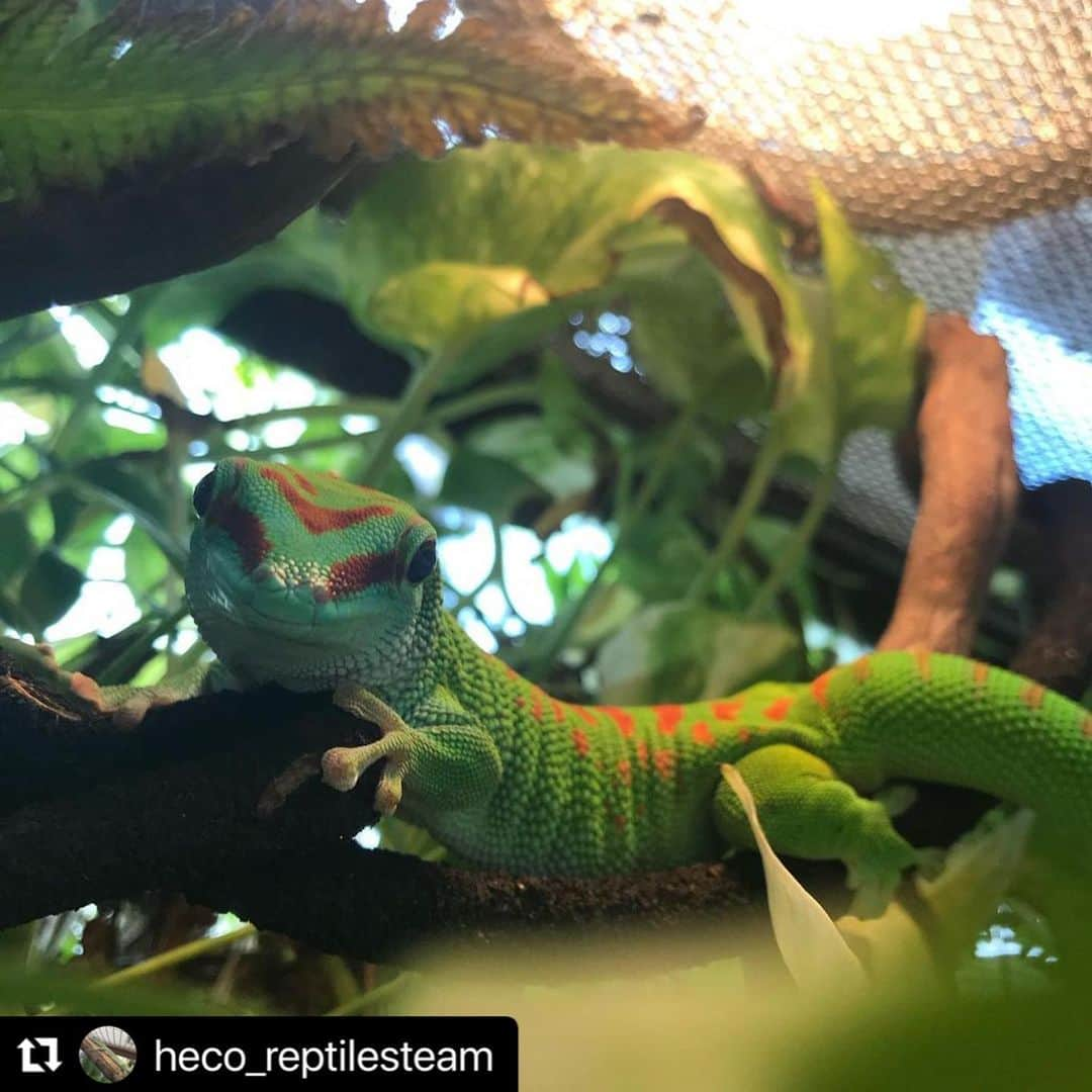 hokkaidoecoさんのインスタグラム写真 - (hokkaidoecoInstagram)「#Repost @heco_reptilesteam  ・・・ .﻿ .﻿ グランディスヒルヤモリです！﻿ .﻿ バスキングスポットで休憩中....💭﻿ ﻿ ﻿ #北海道エコ﻿ #爬虫類﻿ #グランディスヒルヤモリ」12月8日 11時05分 - hokkaidoeco