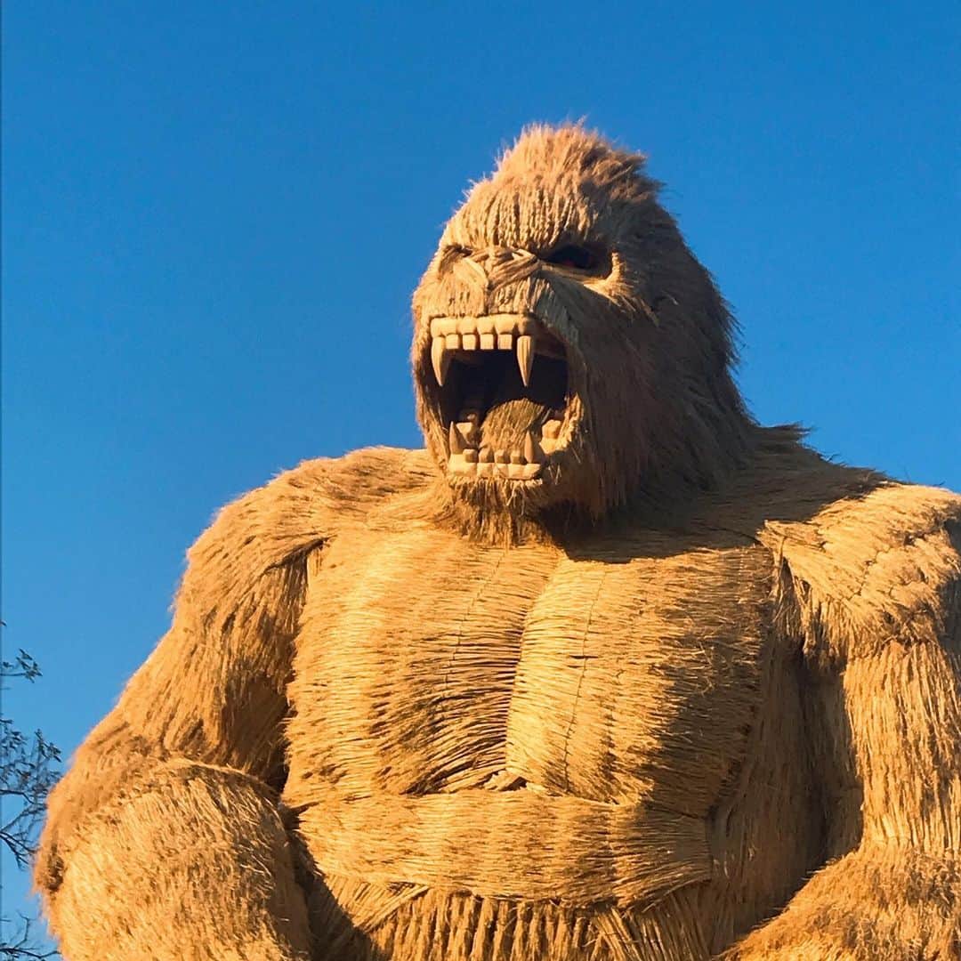 秋本ゆかりのインスタグラム：「強そうなゴリラ🦍 筑前町の巨大わらかがし！！ よくできてるなぁ。 表情も、筋肉質な体も。お尻もプリッとしてたよ🍑 頭の上にスズメがちゅんちゅんとまってるのが可愛かった❤︎  . #筑前町#巨大わらかがし #ゴリラ🦍 #コロナを吹き飛ばせ #パワーもらったぜよ」