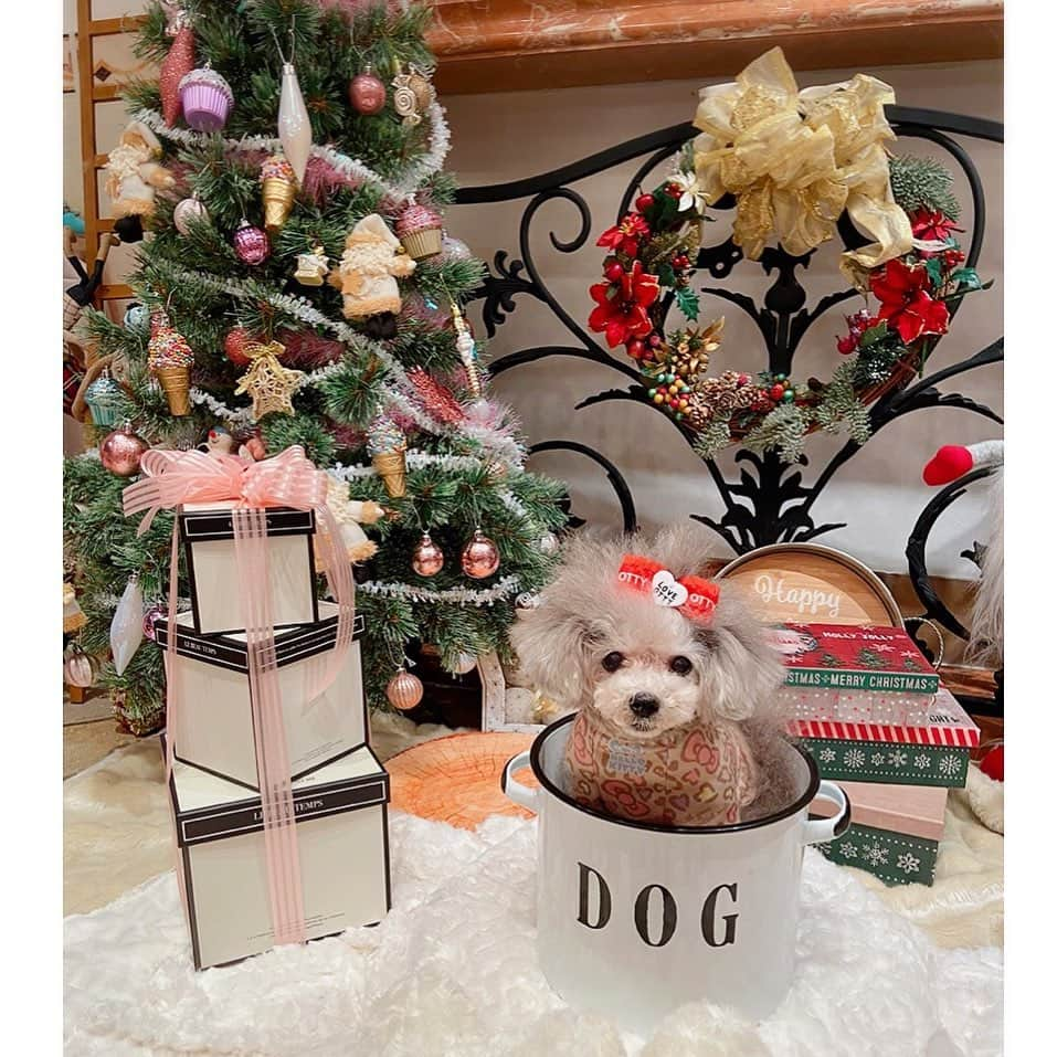 大原かおりさんのインスタグラム写真 - (大原かおりInstagram)「🐶🎄✨ 新作発売と重なり、商品発送に明け暮れていてアップが遅くなりましたが😂🙏🙏🙏 渋谷のアンジェパティオさんで開催させて頂いた、 Otty(オッティ)販売会も無事に終わりました🐶🎄🎶 お越し頂いた皆様、本当にありがとうございました♡♡♡ タグ付けして頂いた可愛いワンコちゃん写真、商品の発送が落ち着いたらリポストさせてもらいますねっ😘🤞 ☺︎ 沢山のお客様にお越し頂き、オッティ商品を身につけた可愛いワンちゃんがフォトブースで思い出写真を撮ってくれたり、美味しいアンジェパティオさんのランチを愛犬ちゃんと一緒に楽しんでくださっている姿を見て感動した3日間でした👏😋🐶✨ ☺︎ アンジェパティオのスタッフさんは皆さん愛犬家で、とっても優しくて心配りが最高でした！！ お陰様で3日間、ステキな時間を過ごすことが出来ました ヽ(´∀｀)ノ🐶✨ 本当に本当にありがとうございました❣️❣️ @angepatio_shibuya  ☺︎ アンジェパティオさんは、いつでもワンちゃんと一緒にお食事が楽しめるお席が2席ありますので、今回参加出来なかった方も愛犬ちゃんと一緒にぜひステキな時間を過ごしに行ってみてください🙋‍♀️🐶🍴 結婚式場やチェペルもあり、ワンちゃんと一緒に結婚式を挙げる事もできます🤵👰🐶✨ 素晴らしいレストランで大好きな愛犬ちゃんとのご飯タイムは、本当に心地良くて感動しますよねっ🐶💓 ⚠️行かれる際は予約をオススメします。 ☺︎ はぁ〜、本っ当に楽しかった〜(๑ˊ͈ ꇴ ˋ͈)💕 また皆様に喜んで頂けるイベントが開催出来る様に頑張ります👯‍♀️💕 ☺︎ 写真は、イベント前に一緒にランチ下見に行ってくれたプッチ君🐶💕 いつも♡いつも♡本当にありがとう❤️ @cocotiabambi  ⑅◡̈⑅ #渋谷 #南平台 #アンジェパティオ #渋谷ランチ #渋谷ディナー #室内 #ワンちゃんOK #犬OK #Otty #オッティ #販売会 #楽しかった #ありがとうございました #🐶❤️」12月8日 11時18分 - oharagaori_otty