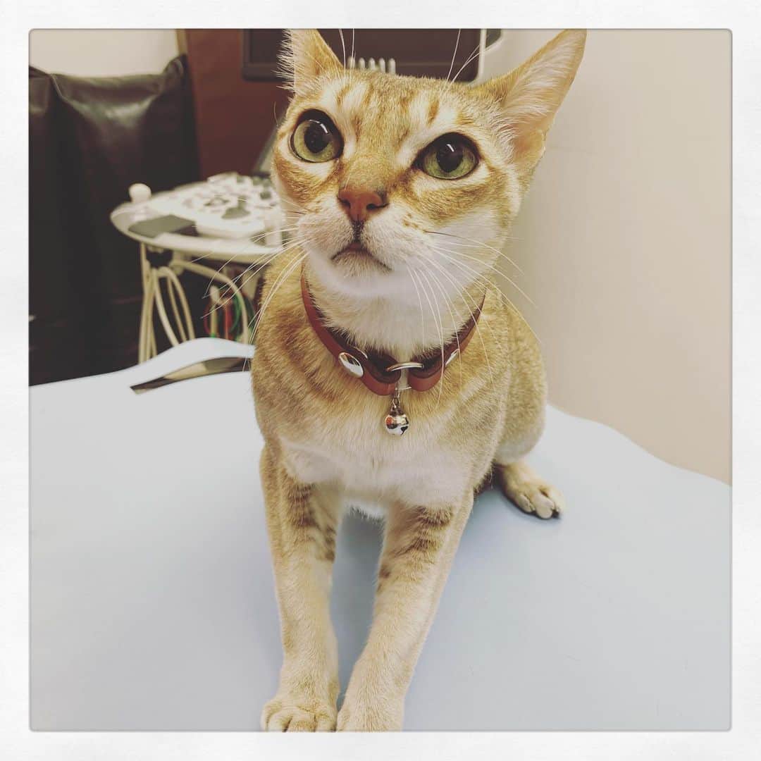 古谷恵さんのインスタグラム写真 - (古谷恵Instagram)「大豆病院の日。 そしてしばしのお別れ。  早くすぐ会いたい😽  #cat#猫#singapuracat#シンガプーラ#大豆#病院でのよそゆき顔#3枚目待ち受けに決定」12月8日 11時22分 - megumifuruya