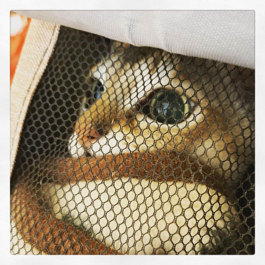 古谷恵のインスタグラム：「大豆病院の日。 そしてしばしのお別れ。  早くすぐ会いたい😽  #cat#猫#singapuracat#シンガプーラ#大豆#病院でのよそゆき顔#3枚目待ち受けに決定」