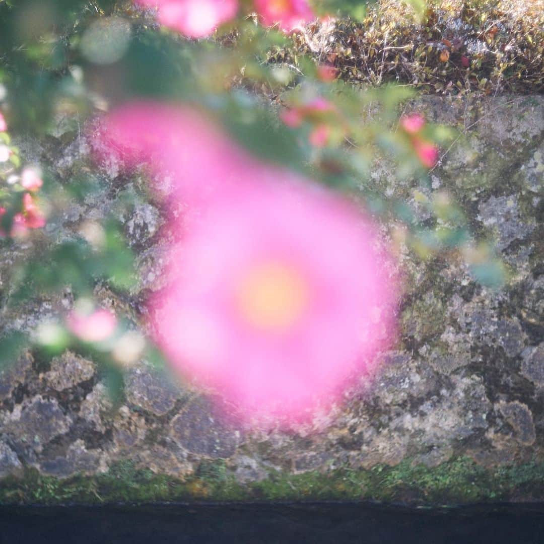 柏倉陽介さんのインスタグラム写真 - (柏倉陽介Instagram)「Philosopher's Path, Kyoto」12月8日 11時40分 - yosuke_kashiwakura