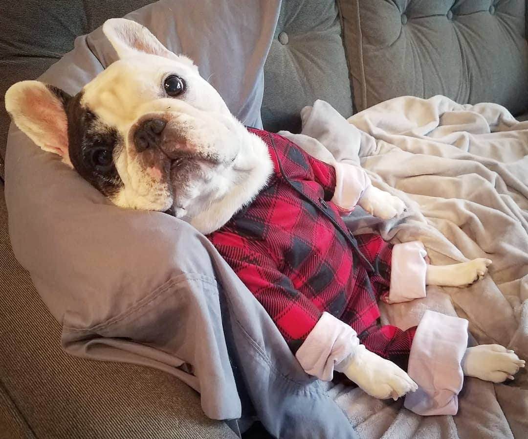 Manny The Frenchieのインスタグラム：「Yeah, I'm still wearing my PJs from the weekend, so what?!」