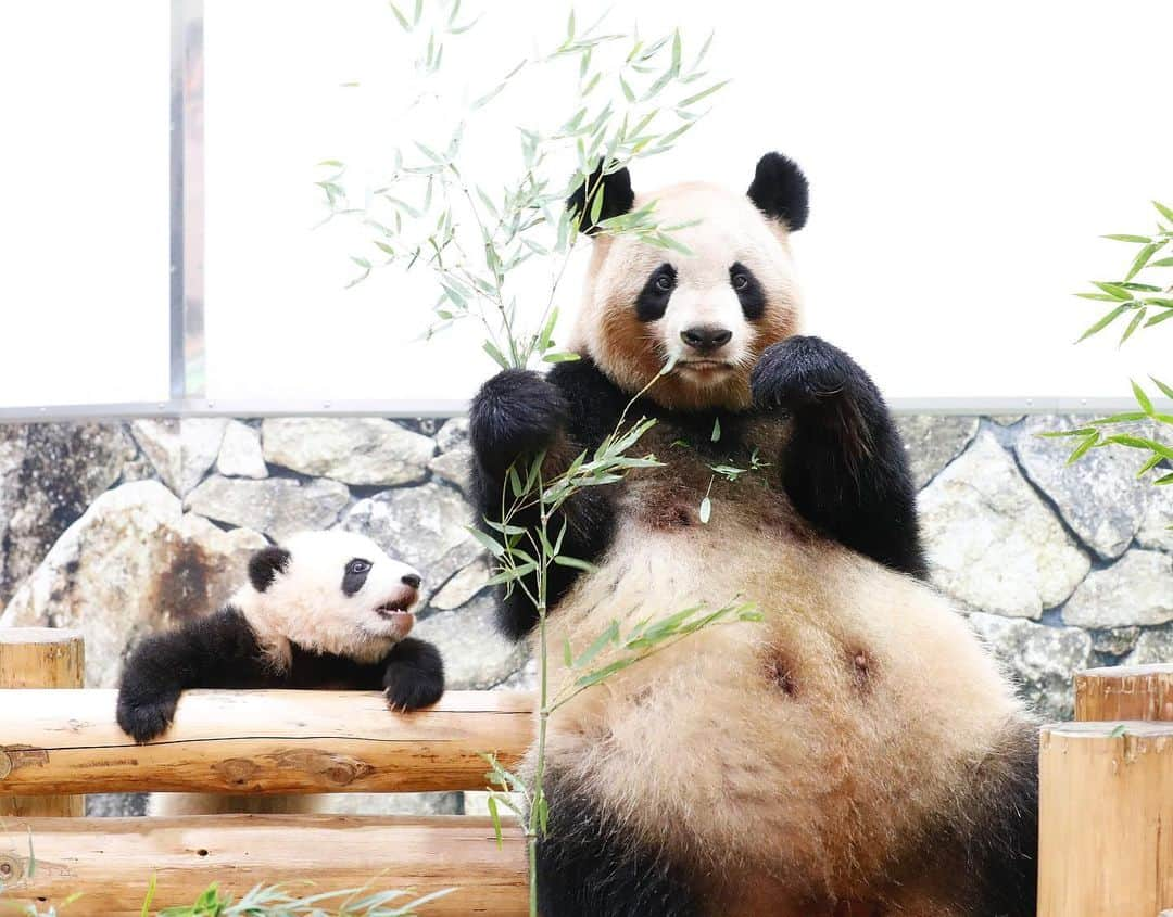 パンダ（白浜）さんのインスタグラム写真 - (パンダ（白浜）Instagram)「Mom & baby conversation 🌈 #彩浜 🐼😊🐼 #photography #adventureworld #アドベンチャーワールド #ADVENTUREWORLDPANDAS #baby #HELLOLITTLE #pandamental #hellopanda #ハローリトル #ハローパンダ #パンダグラビア #パンダ　and #panda #pandababy 🐼🐼🐼」12月8日 11時46分 - hellopanda_book