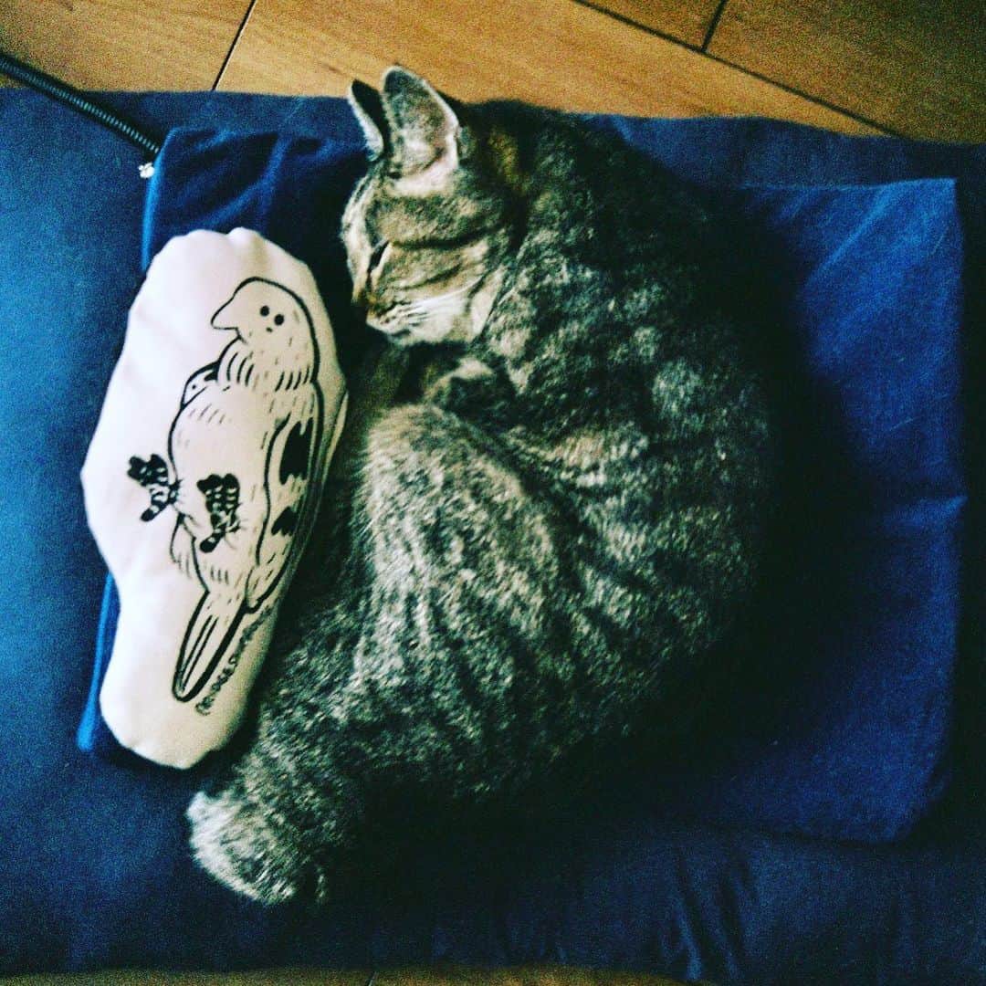 のインスタグラム：「#filmphotography #bridgeshiphouse #cat」