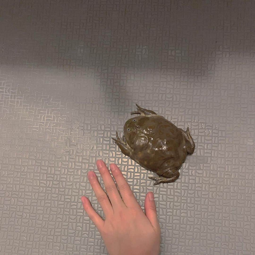池田愛のインスタグラム：「よくカエルのサイズ感聞かれるので、 今これくらいです🐸 #バジェットガエル #マルメタピオカガエル」