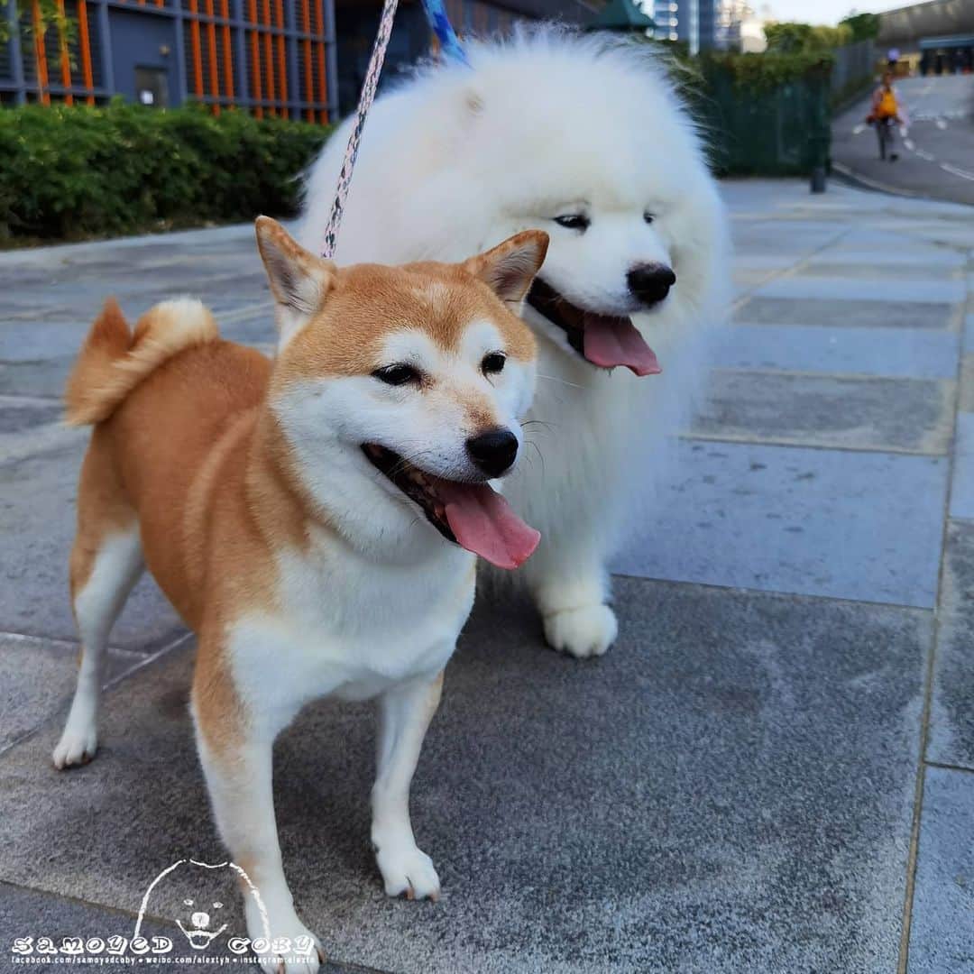 のインスタグラム：「😘😘😘 #cute #dog #doglover #dogsofinstagram #dogoftheday #dogofthedayjp #dogstagram #fluffy #hkig #hongkong #ilovemydog #instadog #instagood #instamood #instagraphy #shibainu #samoyedoninstagram #pet #petlovers #petsofinstagram #petstagram #photooftheday #puppy #pupsofinstagram #samoyed #samoyedsofinstagram #webstagram #犬 #サモエド」