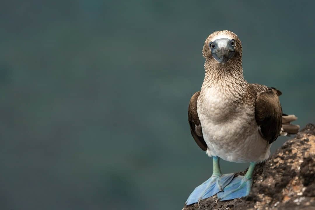 ナショナルジオグラフィックさんのインスタグラム写真 - (ナショナルジオグラフィックInstagram)「Photo by Cristina Mittermeier @Mitty / The Galápagos are home to some of nature’s more unusual characters, and the blue-footed booby is perhaps one of the most iconic and beloved animals in the archipelago. Its dazzling feet are a sign of a strong immune system and are directly impacted by the bird’s diet. The pigment comes from carotenoid, found in fresh fish, which helps stimulate the bird’s immune function. The brighter the feet, the healthier the bird, which may be why females tend to be more impressed by males with very blue feet. They may look a little silly to us, especially when they waddle around on land with their endearing expressions of perpetual astonishment, but these birds are expert divers. Their nostrils are sealed, so they can dive-bomb schools of fish to depths of up to 80 feet (25m). They are one of the best examples of the  extraordinary biodiversity in the Galápagos islands and why this is such a critical area for marine conservation. Follow me @Mitty as I work with my team @SeaLegacy and with @OnlyOne to help protect key areas of biodiversity like this one. #galapagosislands #bluefootedbooby #galapagos」12月8日 12時34分 - natgeo