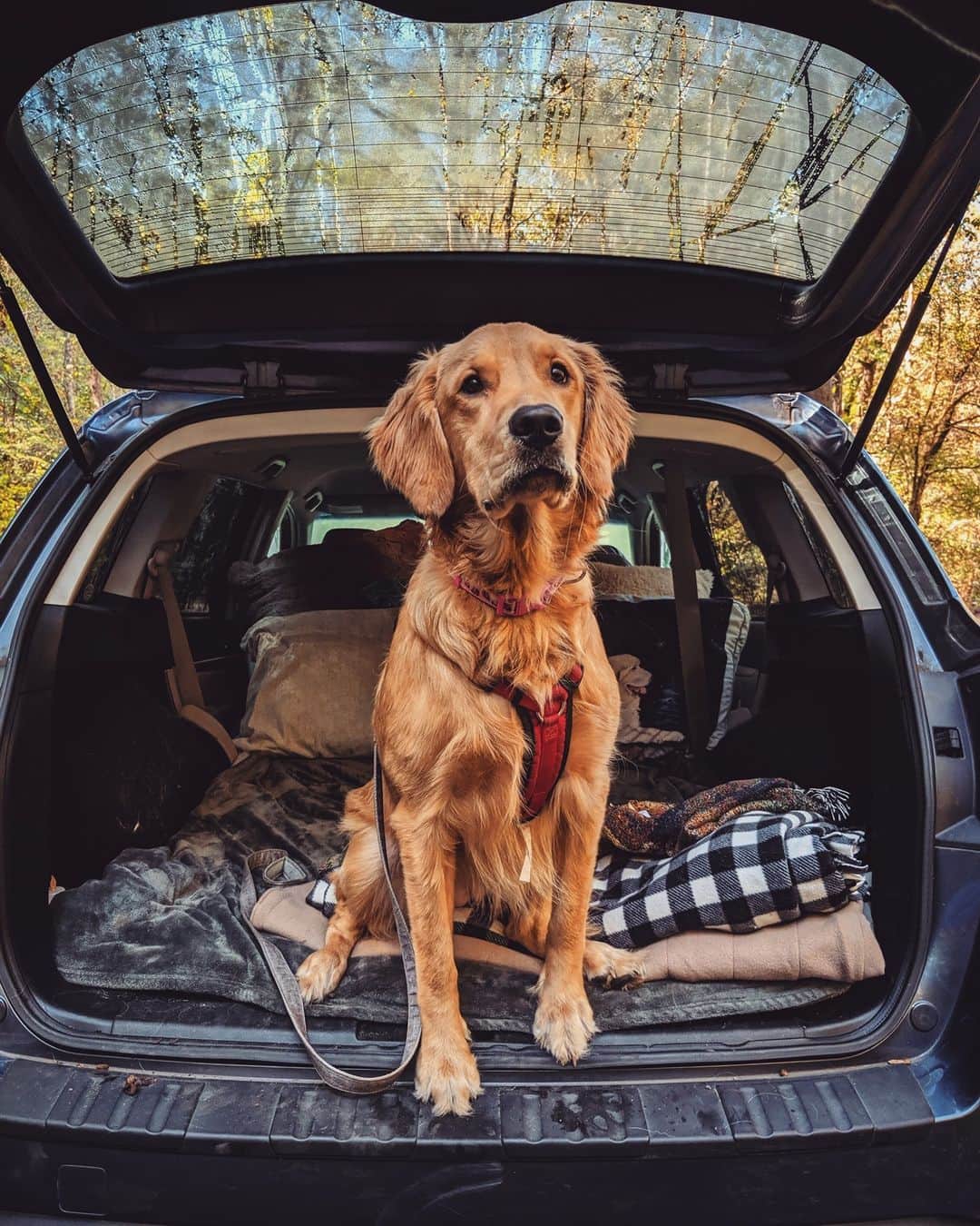 Subaru of Americaさんのインスタグラム写真 - (Subaru of AmericaInstagram)「"Penny loves camping in her #SubaruOutback!". Penny, we would go #SubaruCamping with you, any day 😍🥺. (🗣️ ,📸: @holly_gerrety)」12月8日 12時46分 - subaru_usa