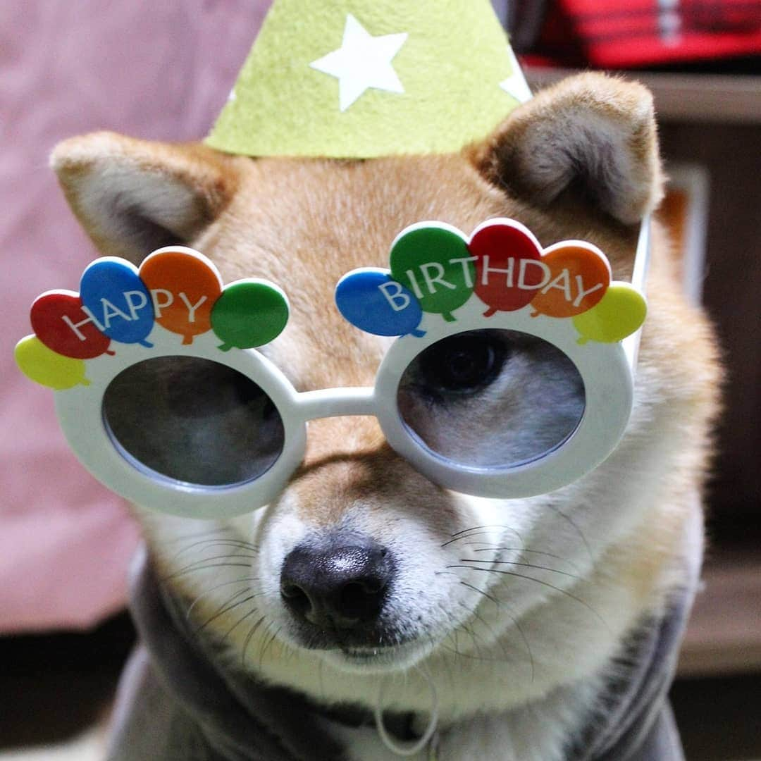 柴犬たま Shibainu Tamaのインスタグラム