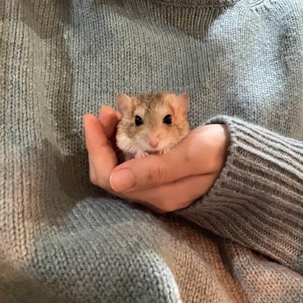 のインスタグラム：「#マカロニマウス」