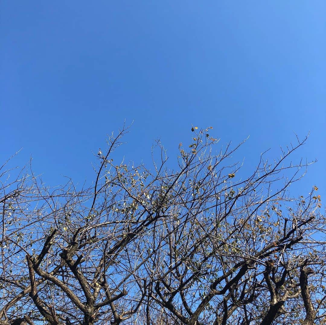 大和田獏さんのインスタグラム写真 - (大和田獏Instagram)「雲ひとつない青空❗️ どこまでも澄んだ青空‼️気持ち良い散歩❗️#ばくさんぽ#青空」12月8日 13時00分 - bakuowada