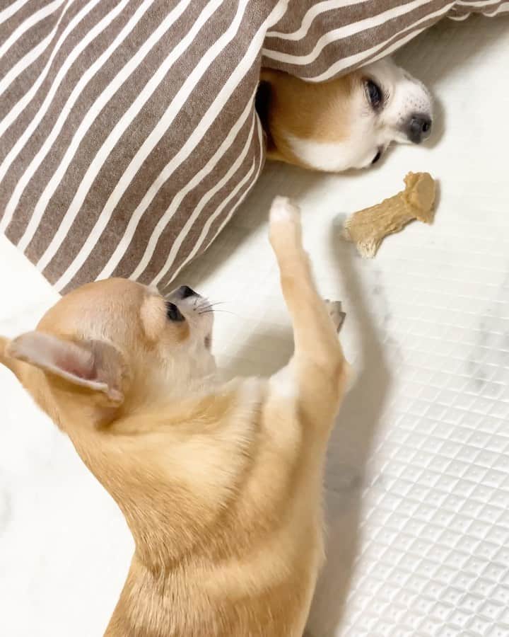 Kiyoのインスタグラム：「♔ Miké ♔ Tama ♔ タマの近くにおもちゃがあるのですが 急に近付くと怒られそうなので そーっと匍匐前進で取りにいくミケ😂 ♔ 先日ストーリーズにてアップしましたが リクエストが多かったので投稿しました ♔ #puppy#puppies#puppiesofinstagram#dogs#dogsofinstagram#dogstagram#doglover#dogsofinstaworld#dog_features#instadog#instagramdogs#ilovemydog#chihuahua#chihuahuasofinstagram#chihuahualove#chihuahualife#dogsofbark#weeklyfluff#barked#animalsco#IGersJP#instagramjapan#todayswanko#pecotv#pecoいぬ部#チワワ部#チワワ#スムチー#decocoの子はみんな可愛すぎる ♔」