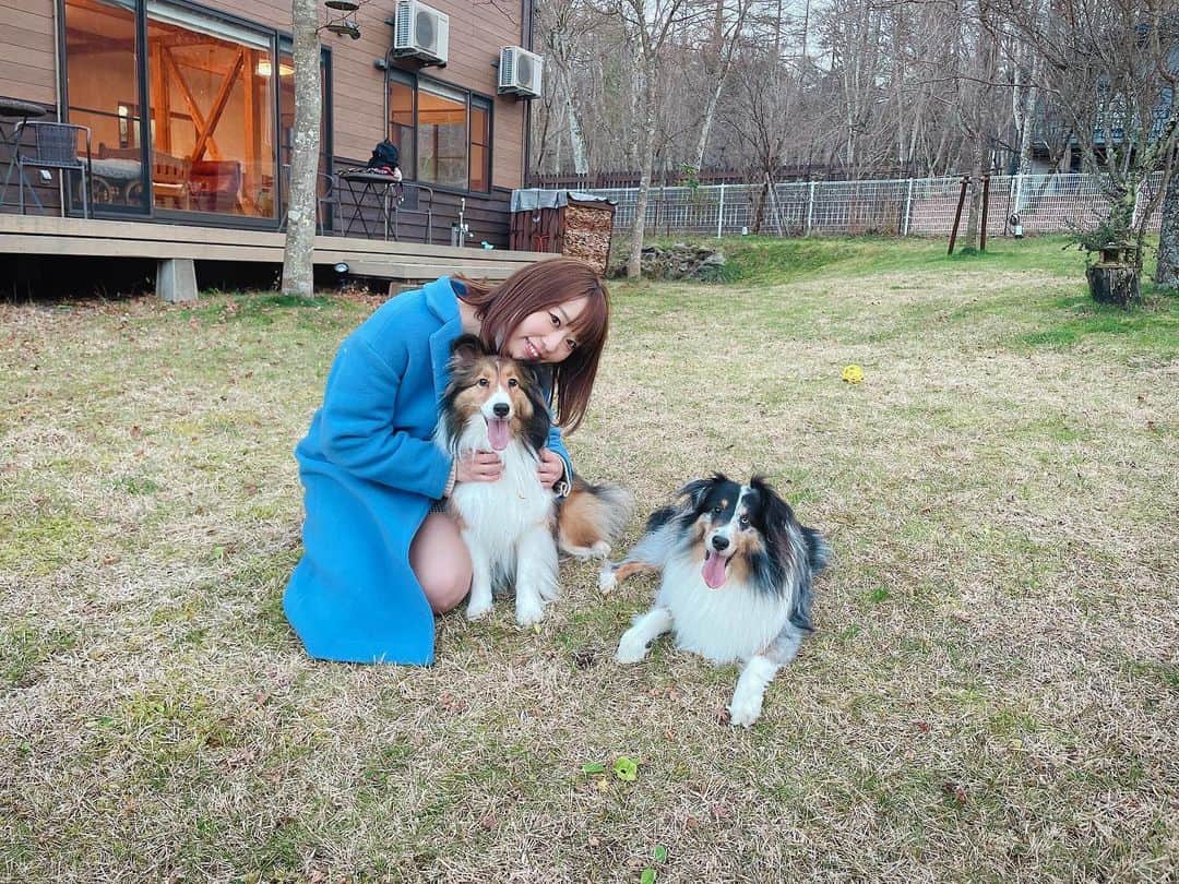 のインスタグラム：「11/29.30 パパとわんこたちと山中湖のペンションへ🐶  本当はばあちゃんも一緒に温泉地に行く予定だったけど一気にコロナが増えちゃったので予定変更♻️今年はもうしょうがないね(TT)どちらのばあちゃんとも早く会いたいよ〜💧  山中湖はとにかく富士山が綺麗だった。それだけ。それだけだけどそれで充分なくらい富士山が綺麗だった🗻  なんか運良く珍しい笠富士みたいなのも見れて富士山の上に別世界が広がってるようで素敵だった✨  いつも人で溢れてる所で生活してるから、人通りも少なくてゆったり時間が流れていく環境もいいな〜って思ったり😌  それで夜美味しいご飯と共に(写真は朝ごはん)日本酒沢山飲んでたら、ケーキが出てきてびっくり🎂 たくさん祝ってもらったと思うけど、最後にって🎉 パパそういうことするタイプだと思ってなかったからびっくりしたけど嬉しかったな〜♡  　 なんか昔話してたらいい話も聞けていい時間だった😆(語彙力)  最近頻繁に会ってたらわんこたちが懐いてきたから、早く会いたいな〜って気持ち🥰  そんな感じで宣言通り行きは起きてたけど帰りの車はずっと寝てた小旅行でした🚚 パパありがとう😆  #旅行　#山中湖　#富士山 #静岡　？　#山梨　？ #シェットランドシープドッグ #笠富士　#誕生日ケーキ」