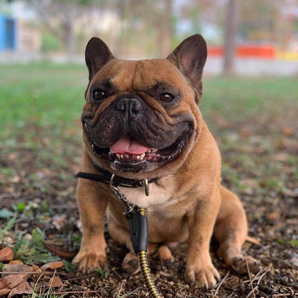 Oprahnbooのインスタグラム：「Rokko.  #enjoying #life #dogsoftheworld #dogslife #dogsoftheday #dogsofinstagram #lovehim #tag #sharethelove #share」