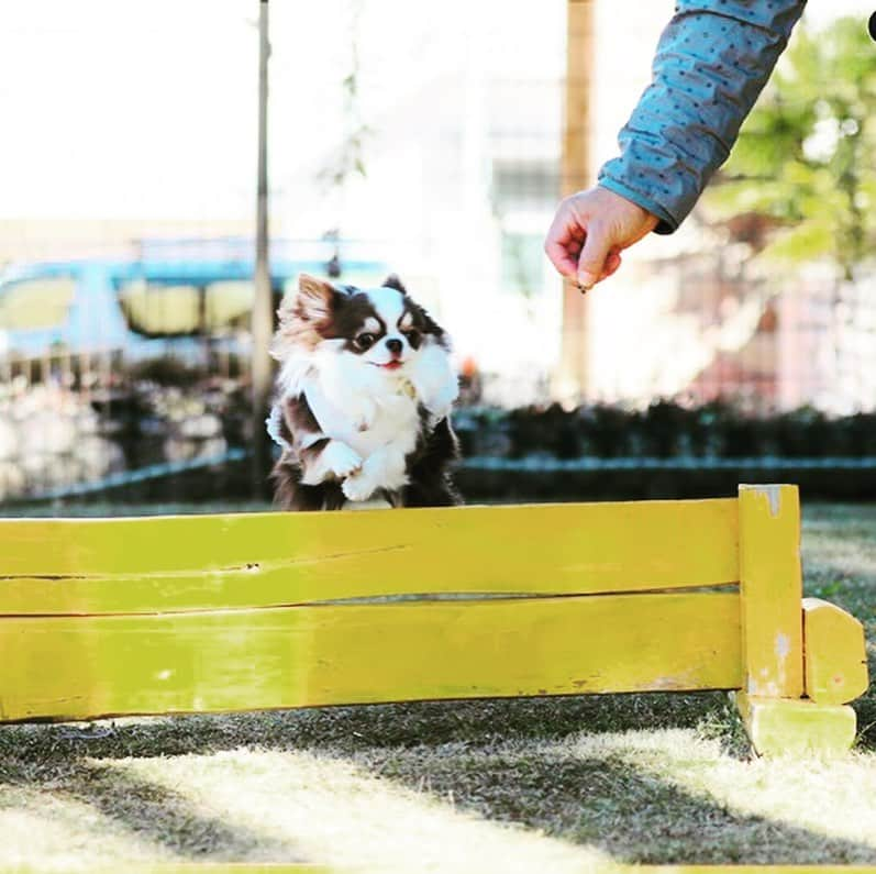 犬小屋??のインスタグラム：「頑張ってるふしぎちゃん💪 高々と水平にバージャンプクリア👏 一所懸命、飼い主の指示に従ってくれる。 本当に健気。 褒めて、褒めて、褒めちぎって拍手喝采してます🎉 運動神経、抜群！  #my_eos_photo  #canon  #canon_photos  #チワワ #チワワ大好き  #犬小屋 #ドッグラン  #ちわすたぐらむ  #chihuahua  #バージャンプ #chihuahuastagram  #ふしぎすたぐらむ #ファインダー越しの私の世界  #がんばるぞー  #ブルーリボンスタイル」