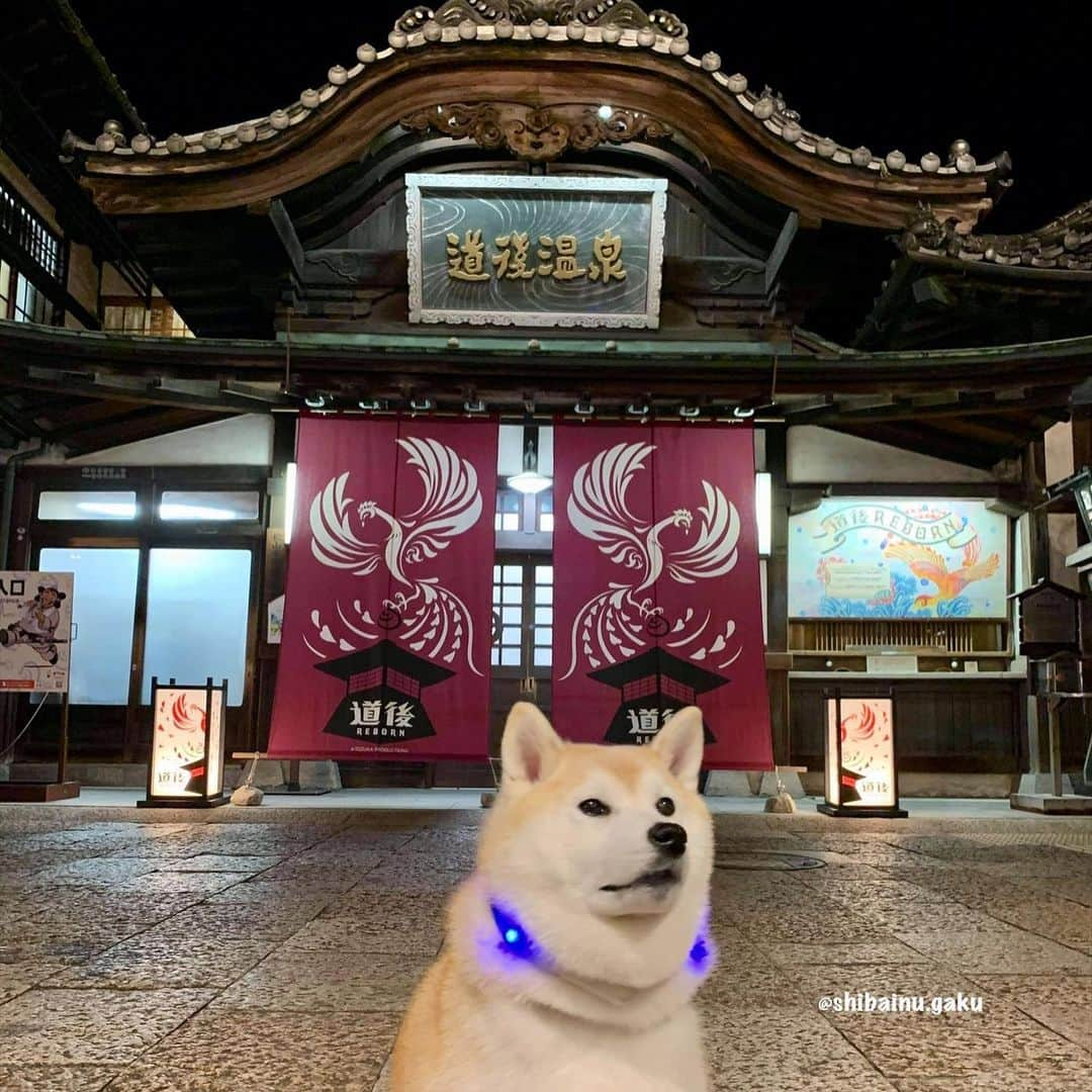 Kazumi-Gakumamaさんのインスタグラム写真 - (Kazumi-GakumamaInstagram)「岳は愛媛県松山市の道後温泉に来ています🗾♨️🐕 *  これから関西方面に向かいま~す🚗💨 *  写真は2020.12.04📷 🐾----*----*----*----🐾 Shiba Inu Gaku went to Dogo Onsen in Matsuyama City, Shikoku🗾♨️🐕 🐾----*----*----*----🐾 #柴犬 #岳 #柴犬岳 #柴犬ガク#gaku #shibainugaku #shiba #shibainu #shibastagram #いぬすたぐらむ #dogsofinstagram #catoftheday  #pecoいぬ部 #pecotv #ワンフルエンサー  #Hermoso #weeklyfluff #🐕📷 #dailyfluff #道後温泉 #道後温泉駅 #道後温泉本館 #坊ちゃん列車 #四国中国近畿の旅 #20201208」12月8日 15時58分 - shibainu.gaku