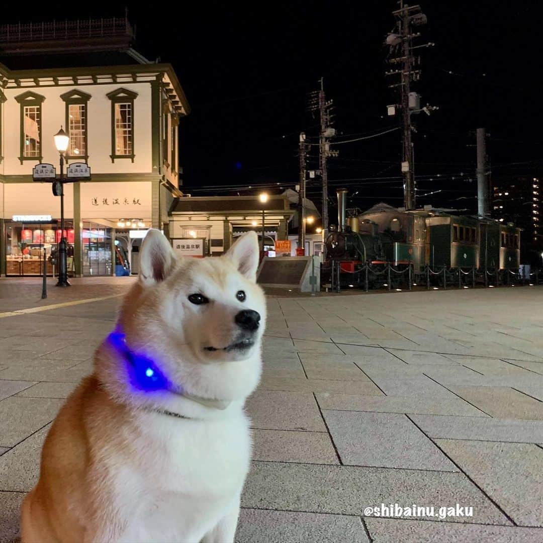 Kazumi-Gakumamaさんのインスタグラム写真 - (Kazumi-GakumamaInstagram)「岳は愛媛県松山市の道後温泉に来ています🗾♨️🐕 *  これから関西方面に向かいま~す🚗💨 *  写真は2020.12.04📷 🐾----*----*----*----🐾 Shiba Inu Gaku went to Dogo Onsen in Matsuyama City, Shikoku🗾♨️🐕 🐾----*----*----*----🐾 #柴犬 #岳 #柴犬岳 #柴犬ガク#gaku #shibainugaku #shiba #shibainu #shibastagram #いぬすたぐらむ #dogsofinstagram #catoftheday  #pecoいぬ部 #pecotv #ワンフルエンサー  #Hermoso #weeklyfluff #🐕📷 #dailyfluff #道後温泉 #道後温泉駅 #道後温泉本館 #坊ちゃん列車 #四国中国近畿の旅 #20201208」12月8日 15時58分 - shibainu.gaku