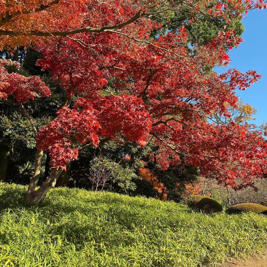 関谷亜矢子さんのインスタグラム写真 - (関谷亜矢子Instagram)「#新宿御苑  #紅葉 #無加工  #都心の紅葉 #間に合った  #年パス持ち のお友達が #ガイドさん  #ありがとう  #季節を感じて  #ポカポカ天気」12月8日 15時58分 - ayakosekiya.516