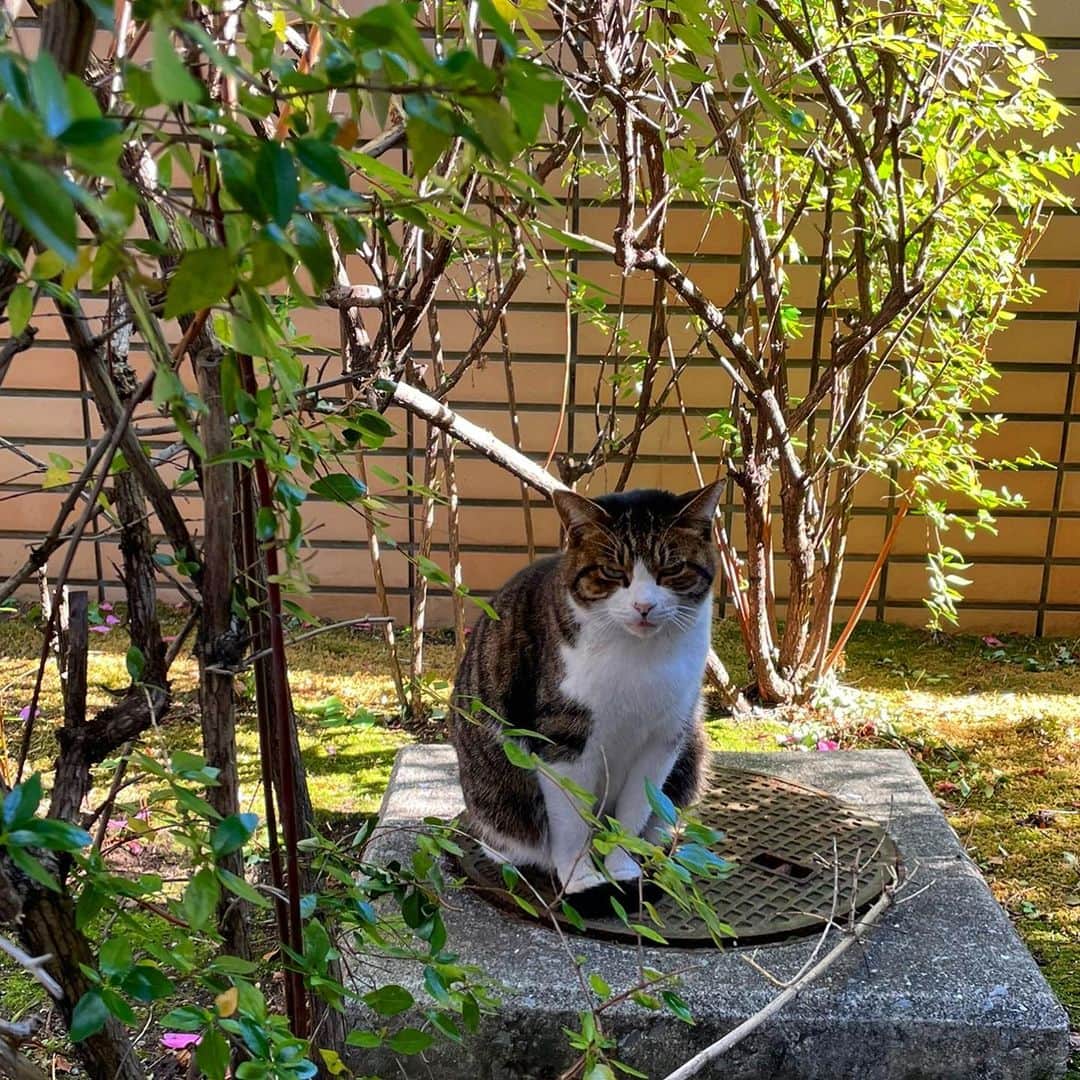 YOFFYさんのインスタグラム写真 - (YOFFYInstagram)「どことなく本日はハードボイルドタッチなニャー🐱 ・・・っていうか、睨まれてる？！  #cats #野良猫 #catstagram #catstagram_japan #メス猫」12月8日 16時05分 - yoffy_psychiclover